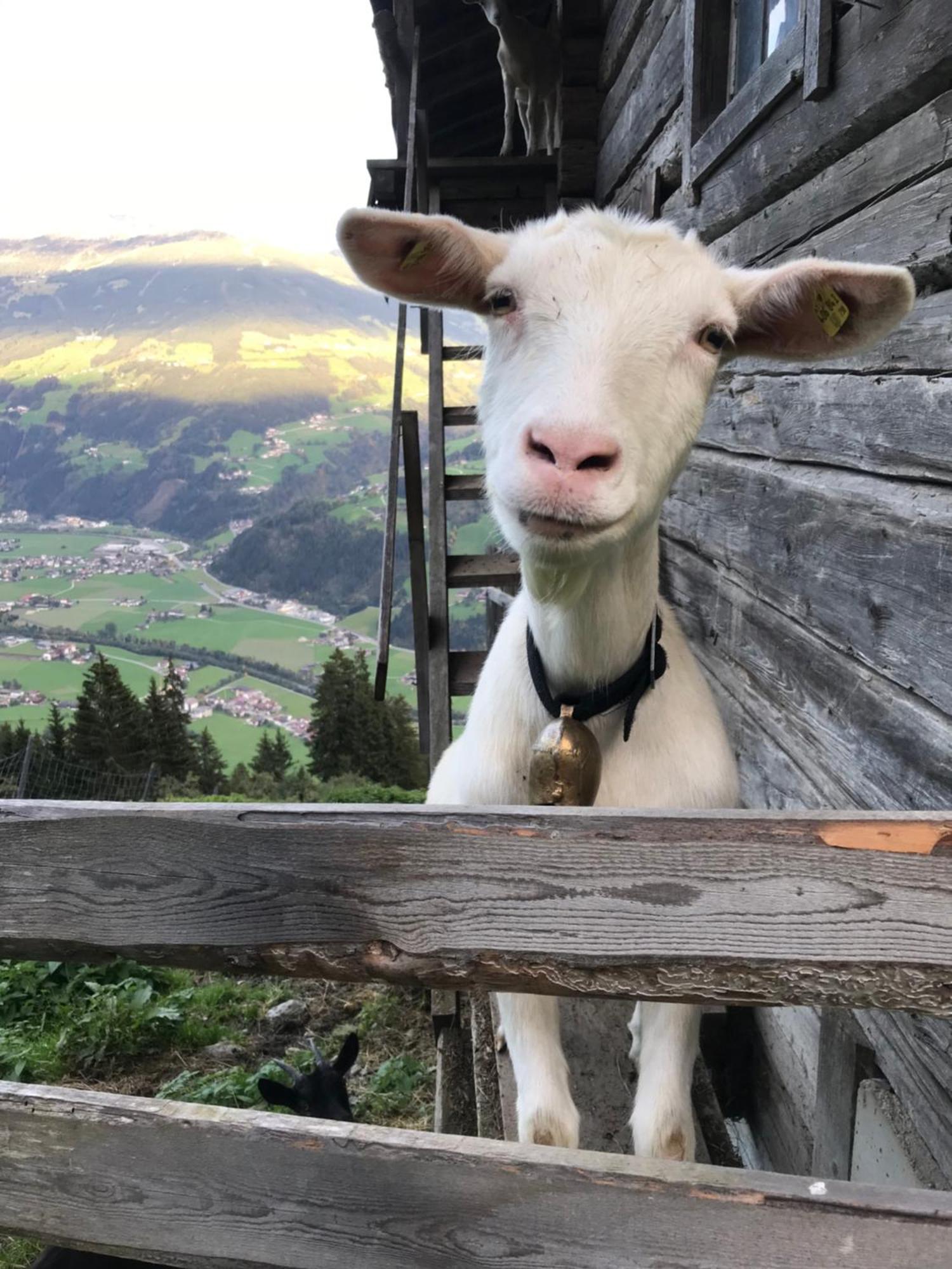 Goass'N Alm Zillertal Villa Хипах Екстериор снимка